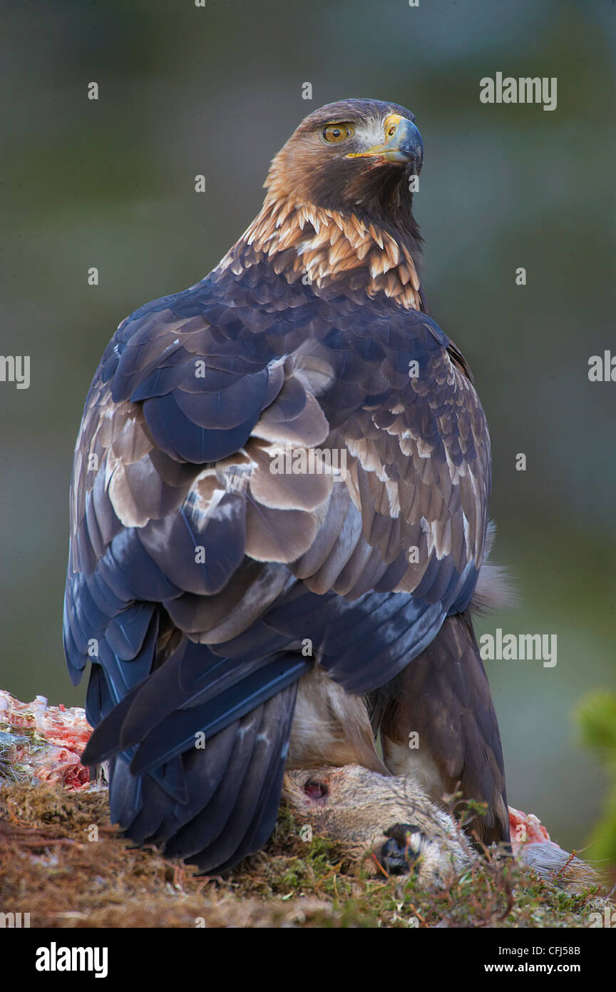 Golden Eagle Eating From Roe Deer Carcass Trondelag Norway