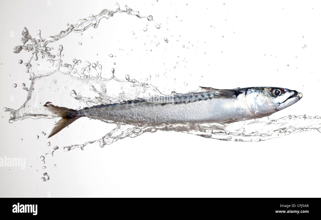 mackerel splashed with water Stock Photo Alamy