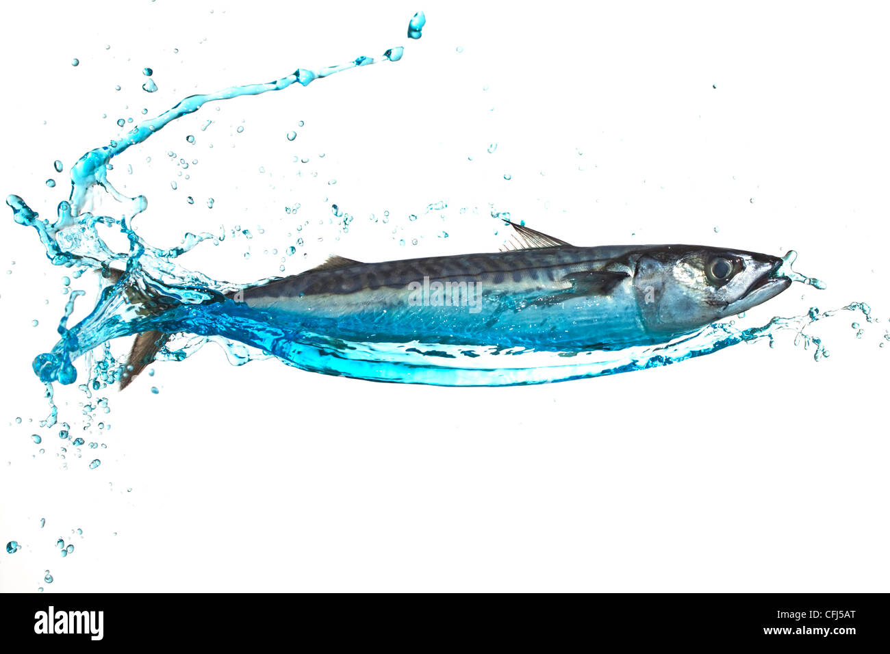 mackerel splashed with water Stock Photo