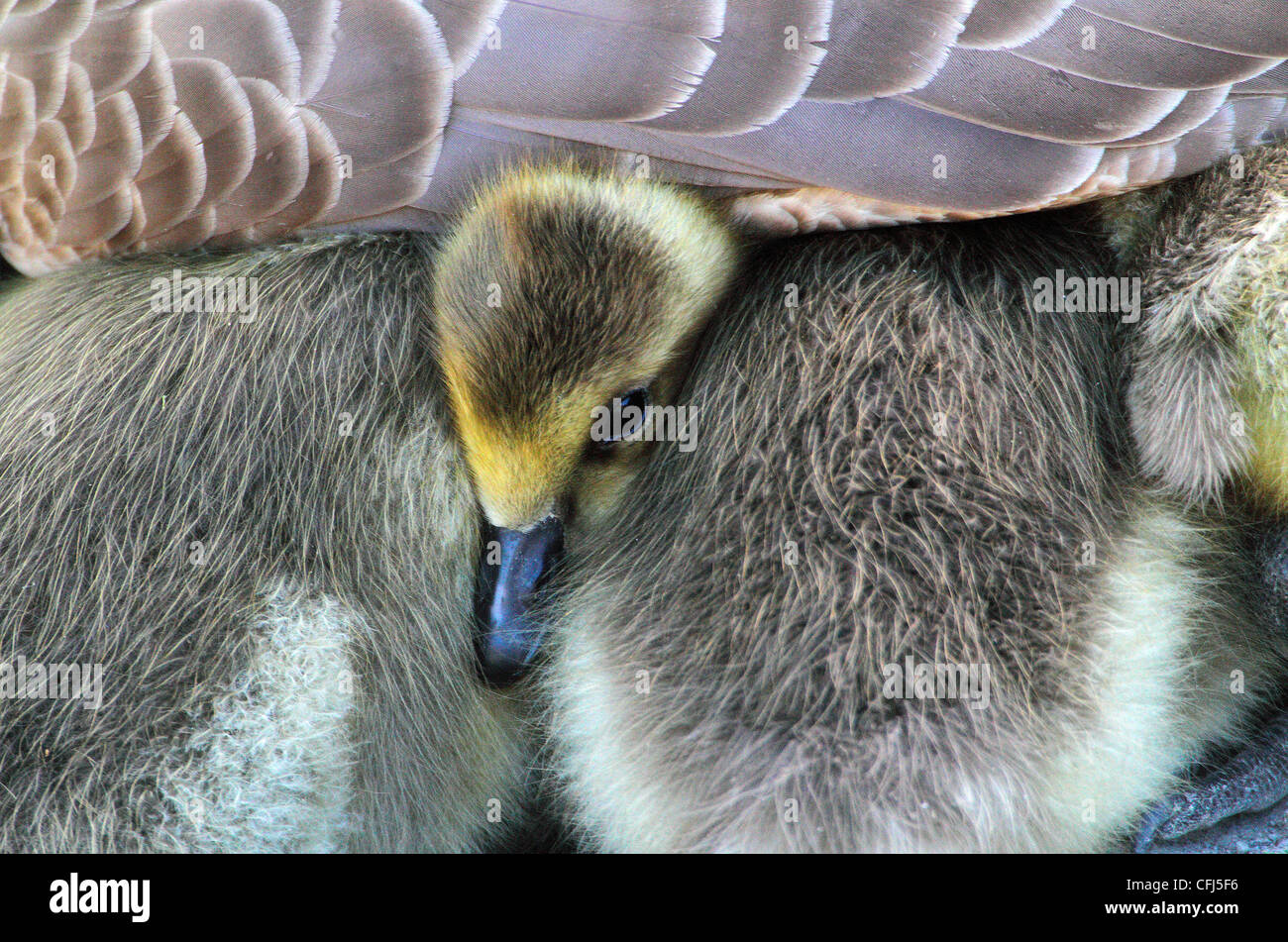 Canada goose with ducklings, Oslo, Norway Stock Photo