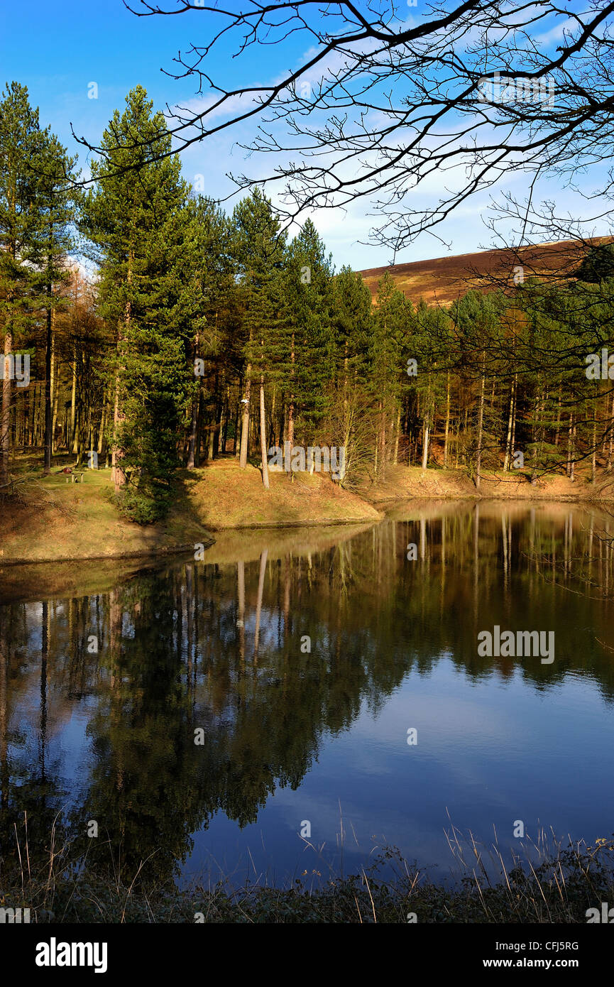 pine trees reflection derwent reservoir derbyshire england uk Stock Photo