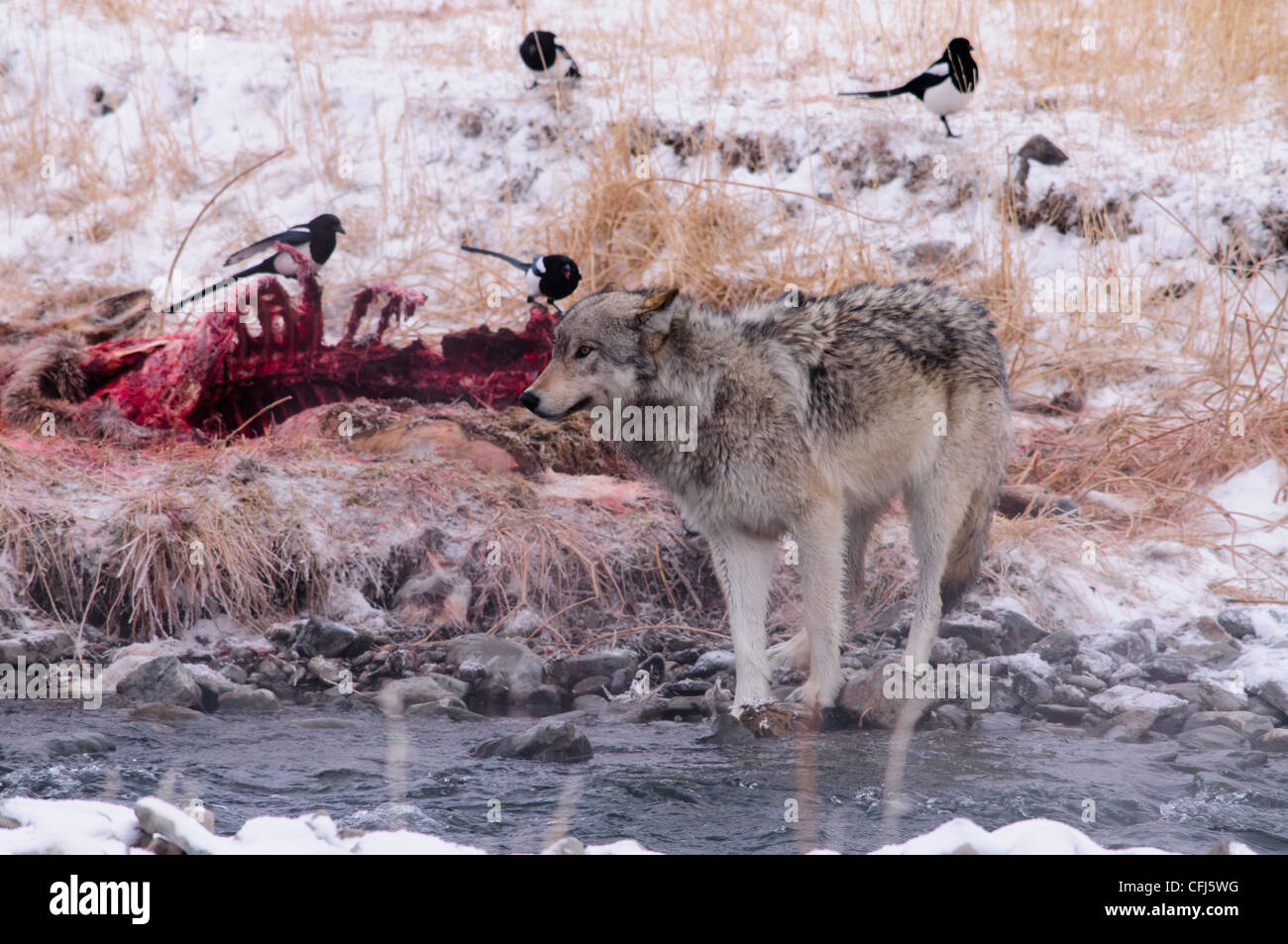 Gray wolf with a kill, an elk carcass, in winter in Yellowstone Stock Photo