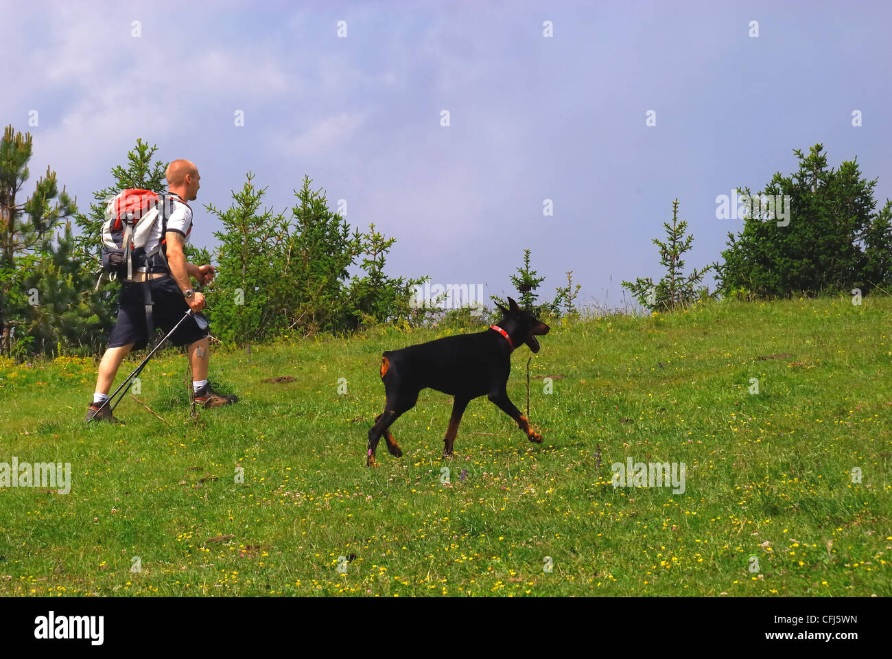 Italy : a man is trekking with his Dobermann dog on a path of Venetian pre-Alps. Stock Photo