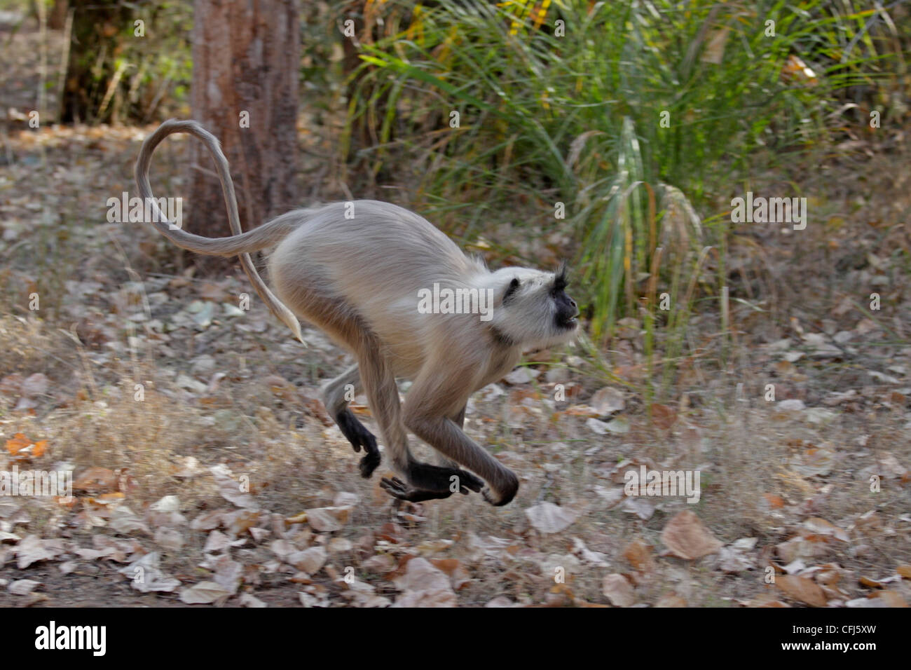 Grey Langur monkey running Stock Photo