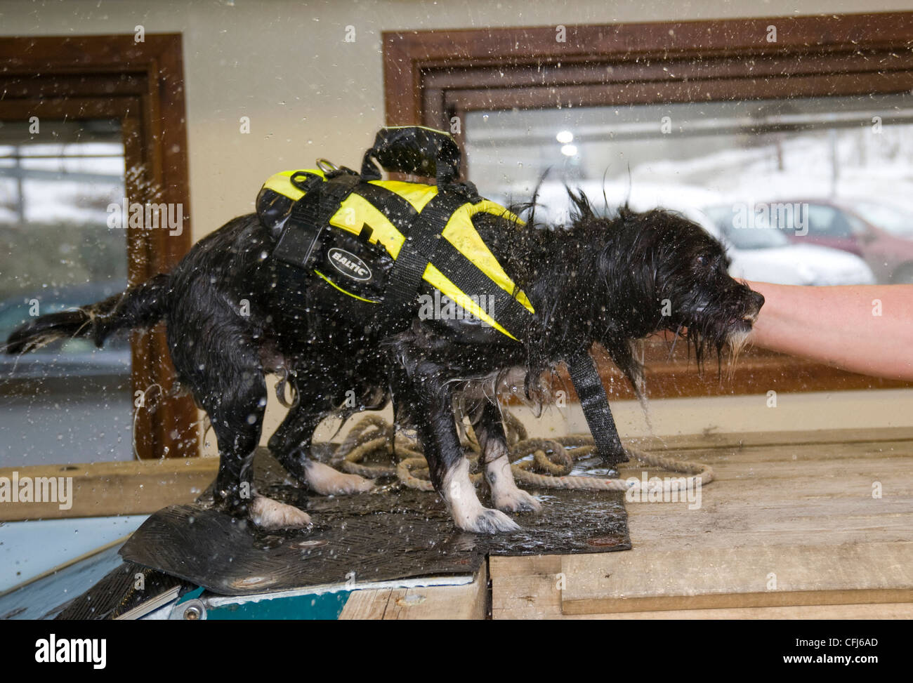 Wet dog after swimming Stock Photo Alamy