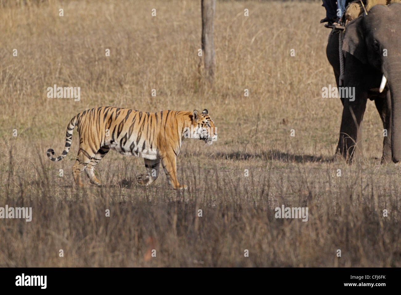 Tiger Vs Elephant Who Will Win