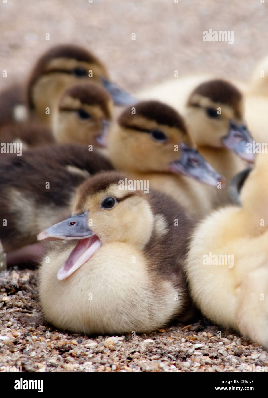 A brood of Mallard ducklings. Stock Photo