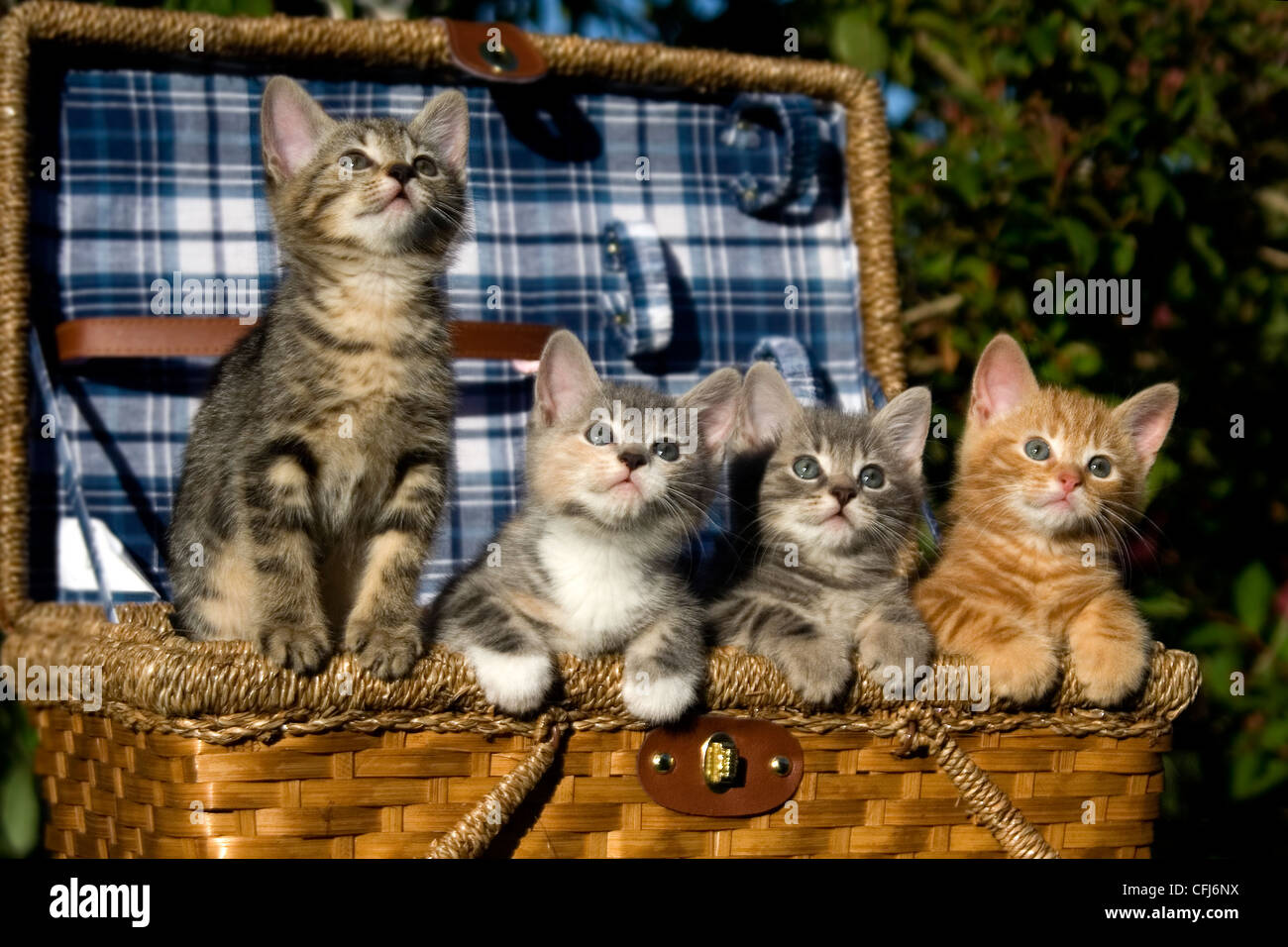 Chocolate Box Kittens Stock Photos Chocolate Box Kittens Stock