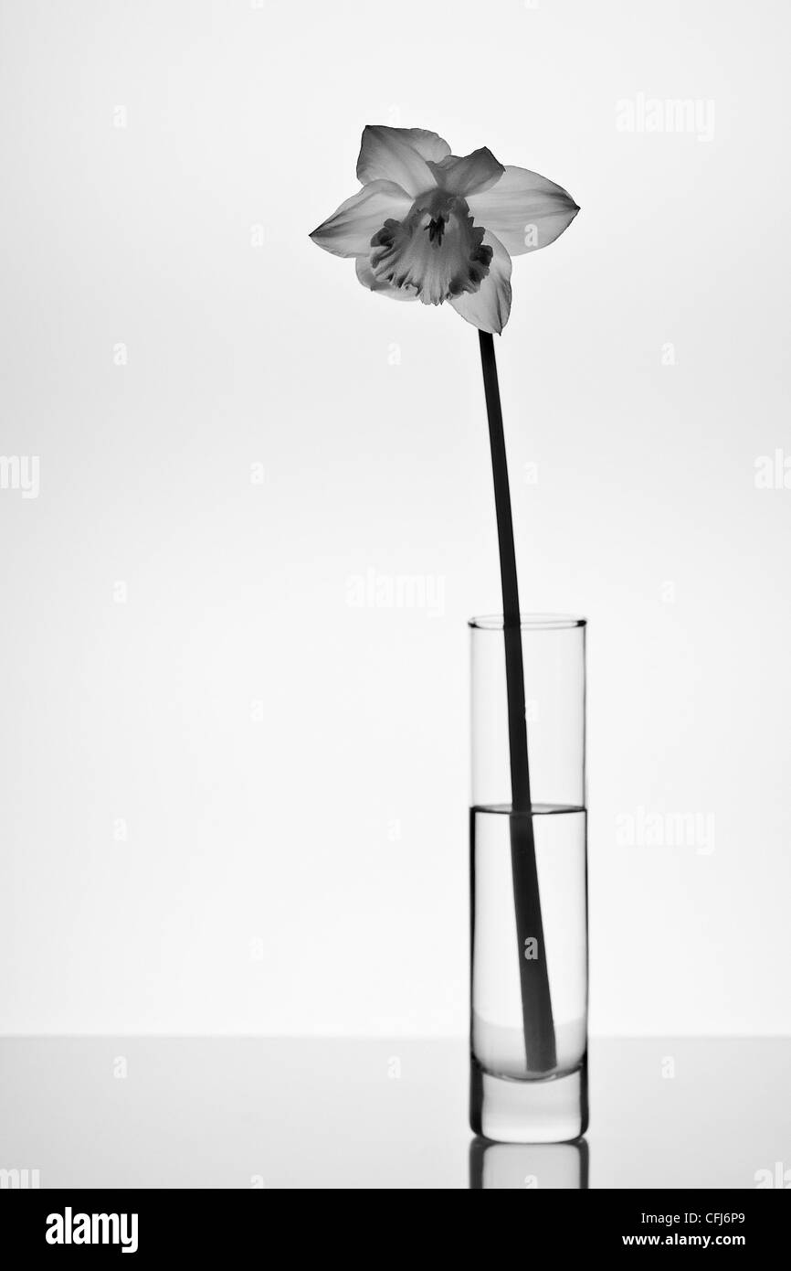 Single Daffodil ( narcissus ) in a slim vase in black and white. Stock Photo