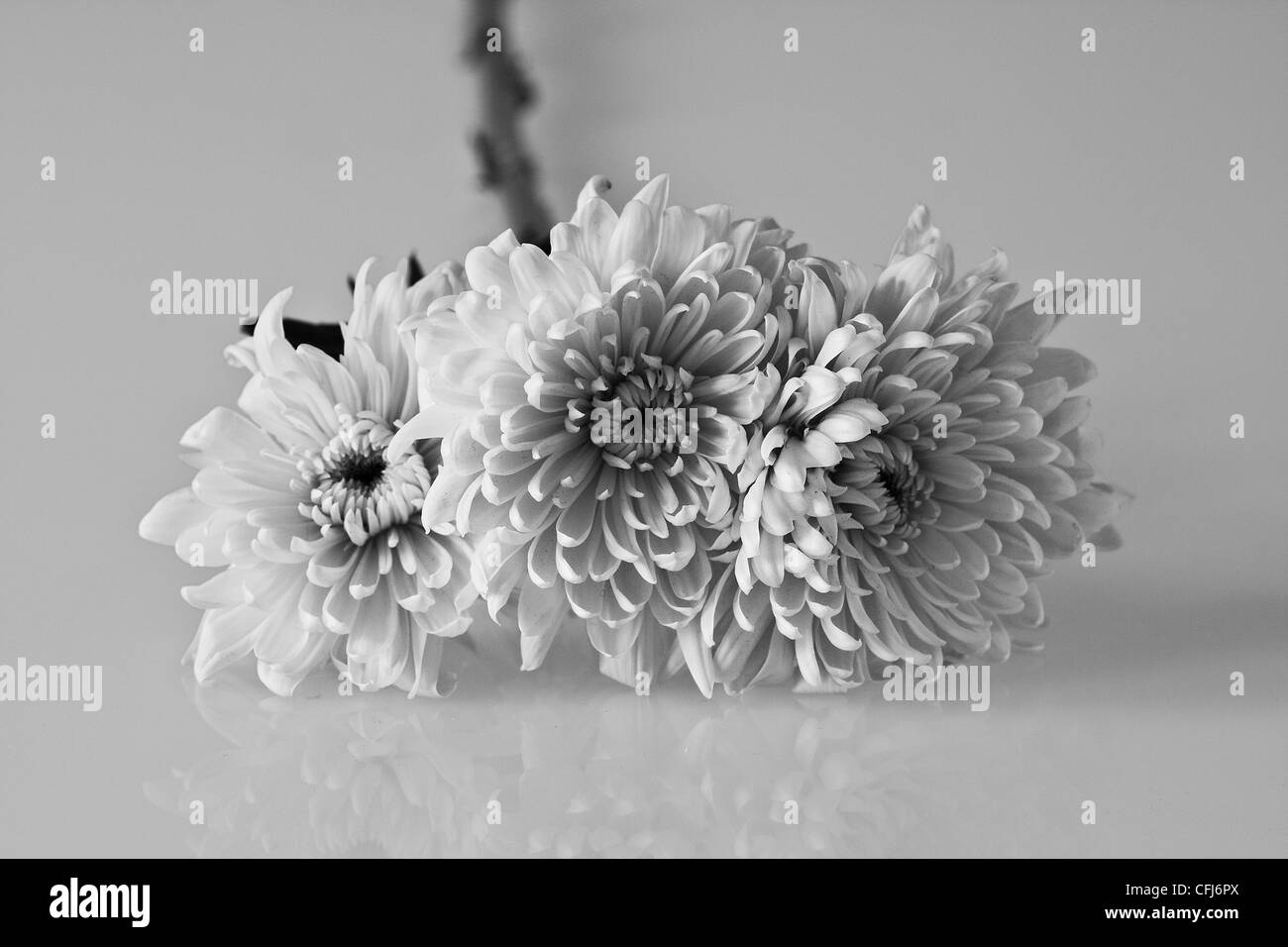 Three Chrysanthemums on a reflective surface. Stock Photo