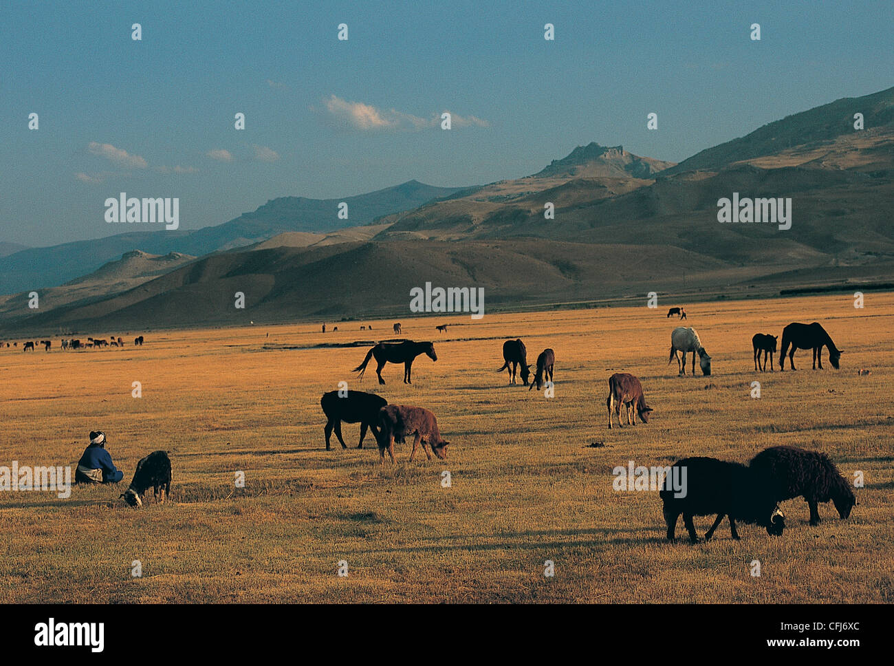 Livestock grazing in plains of Dogubeyazit Agri Turkey Stock Photo