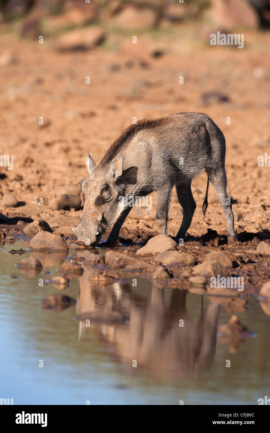 Warthog, Phacochoerus aethiopicus, drinking, Rooipoort nature reserve, Northern Cape, South Africa Stock Photo