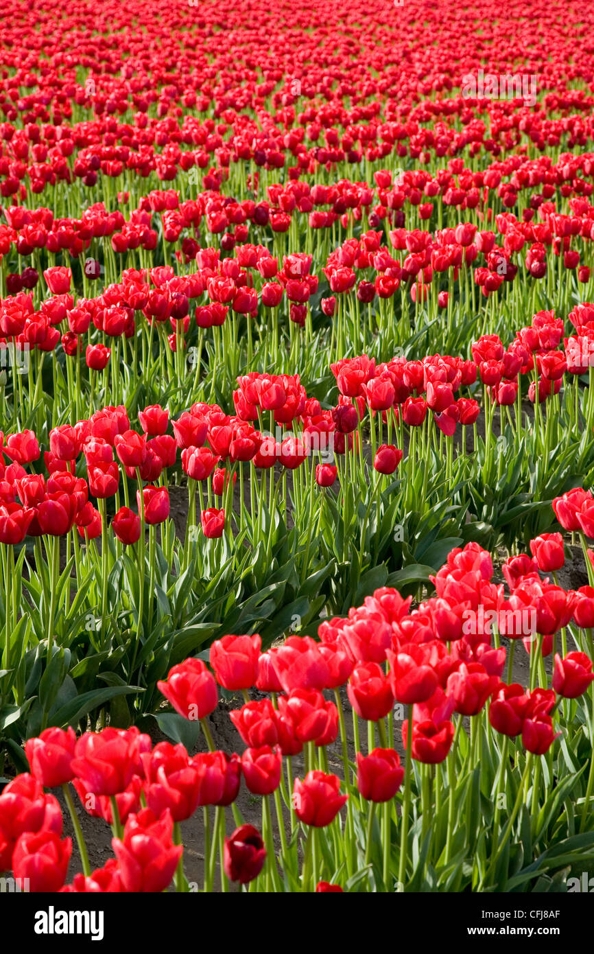 red tulips in farm field for background Stock Photo - Alamy