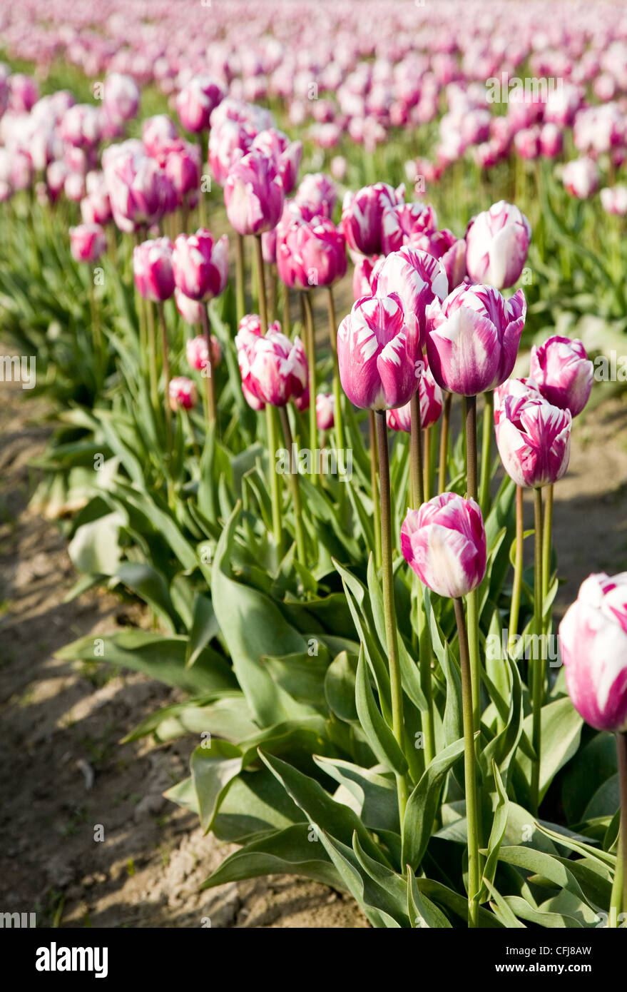 pink tulips in farm field for background Stock Photo - Alamy