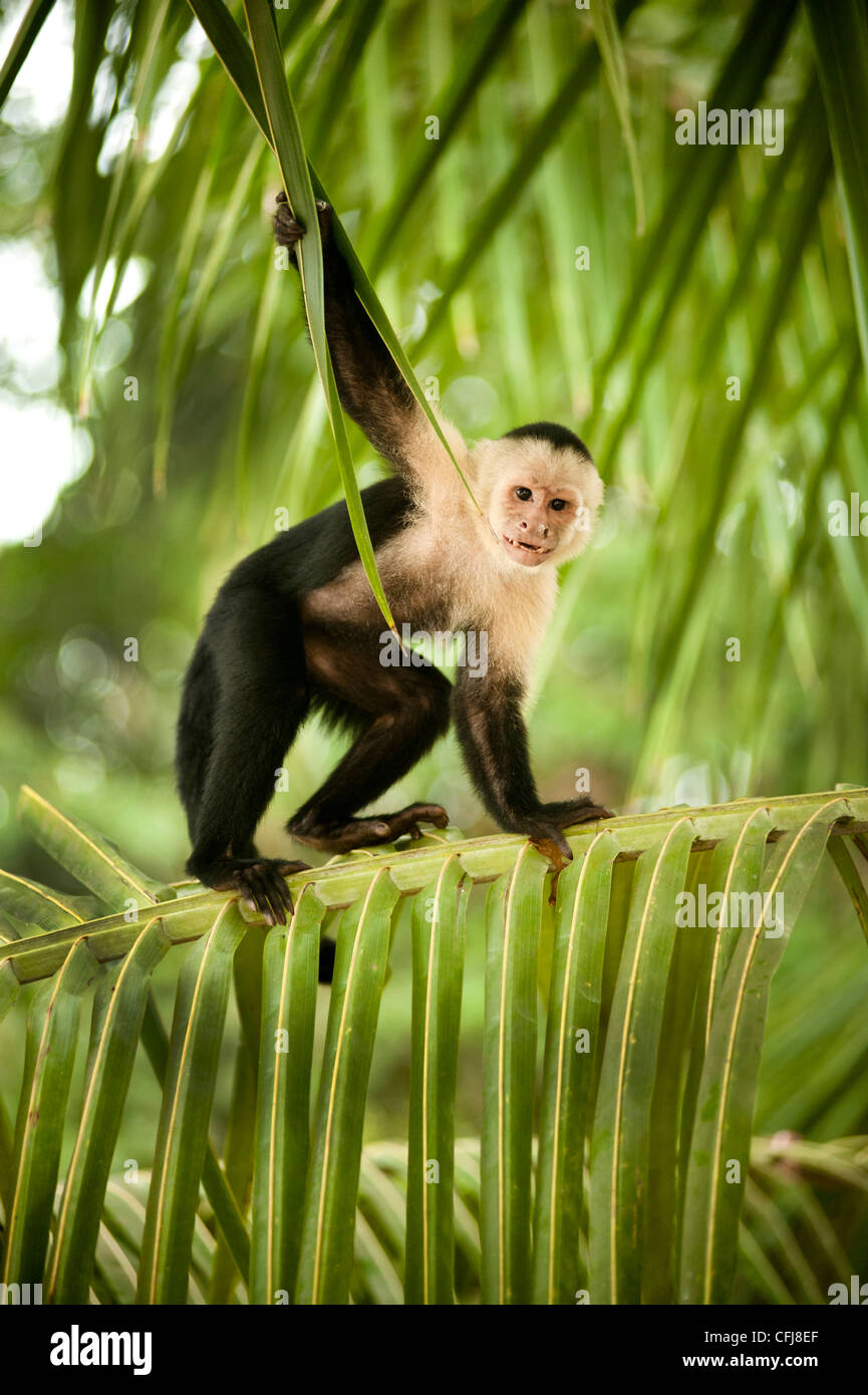 White Capuchin monkey Stock Photo