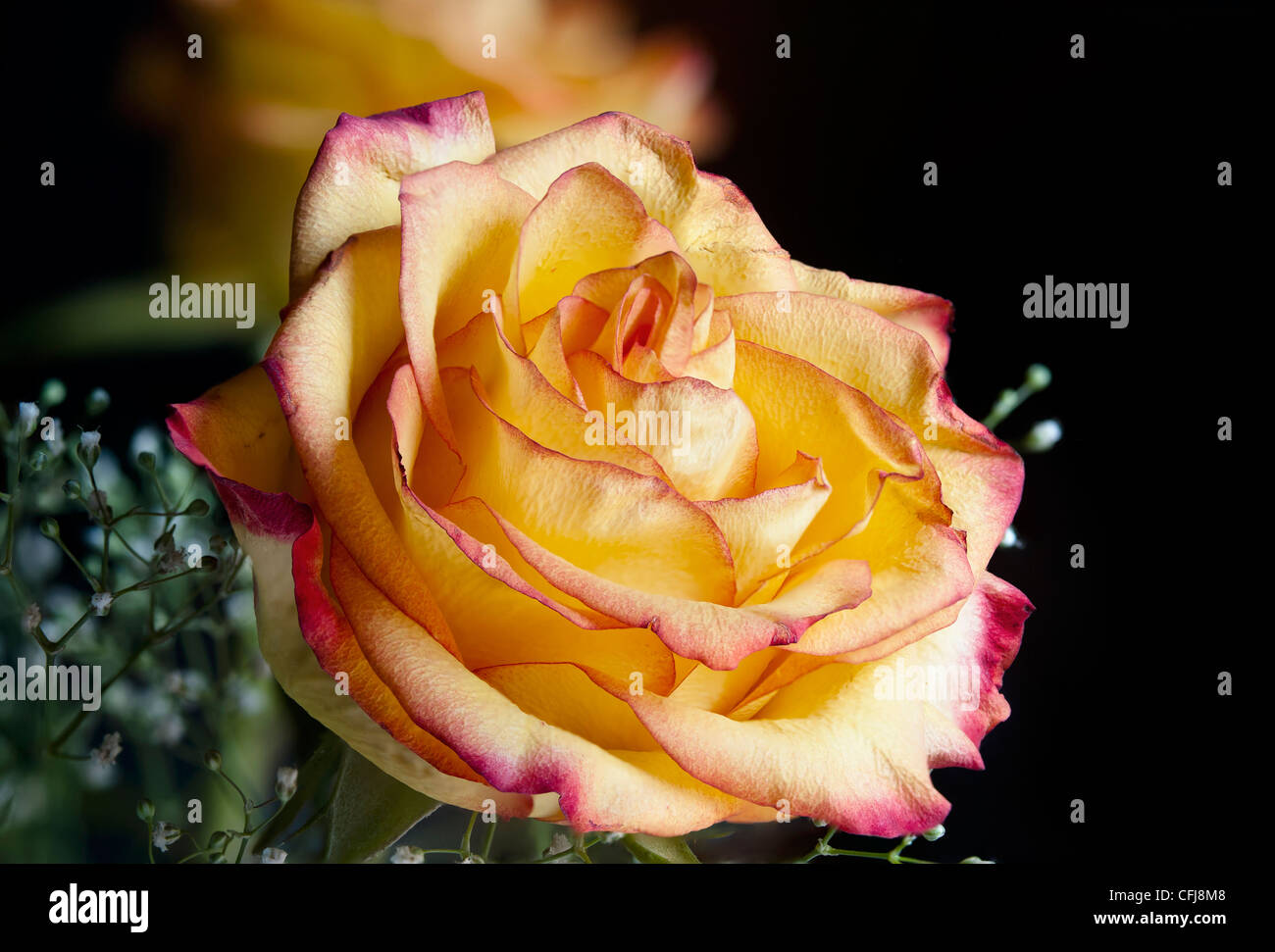 Yellow red tipped Rose Stock Photo