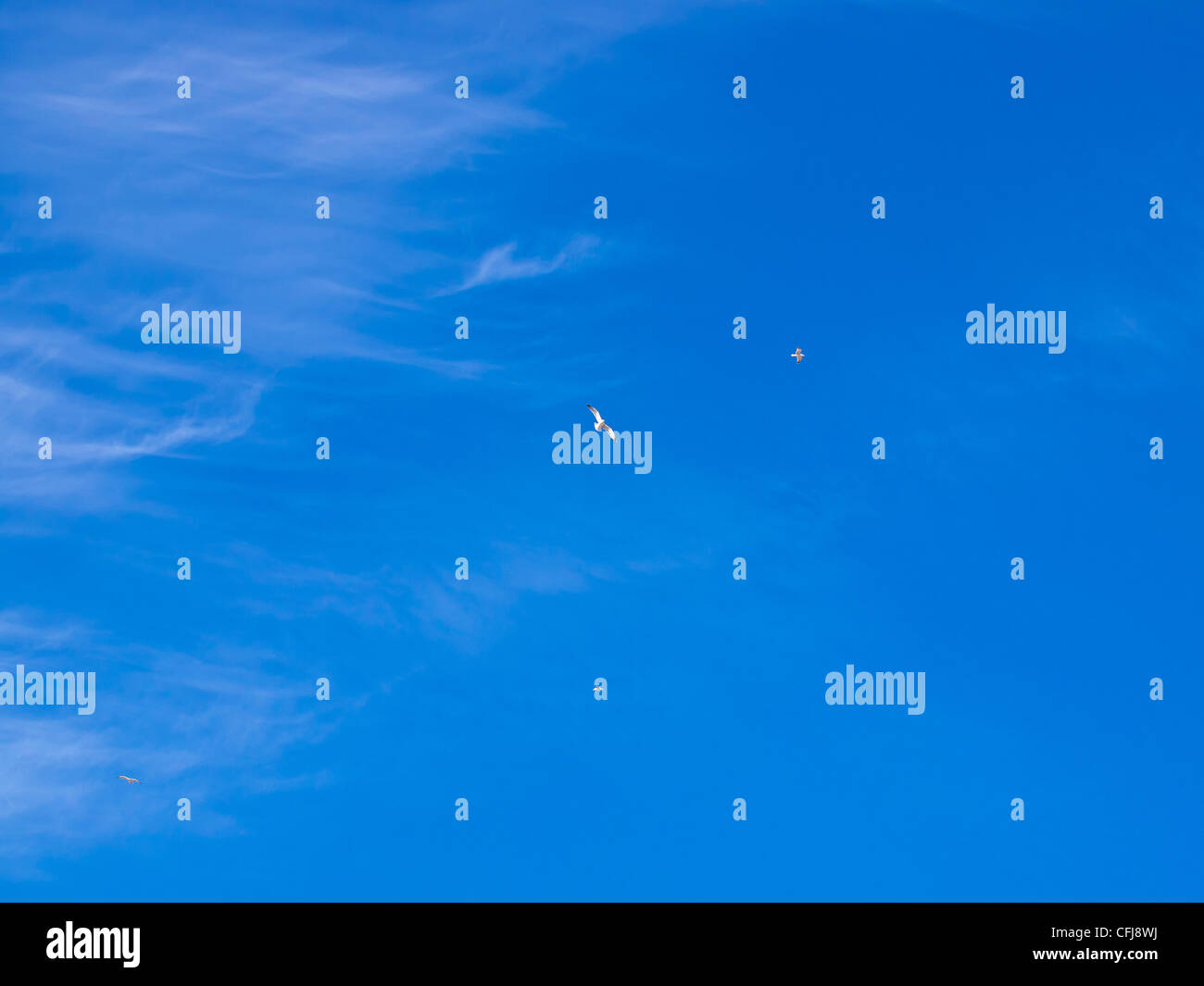 blue sky and birds high in the sky Stock Photo - Alamy