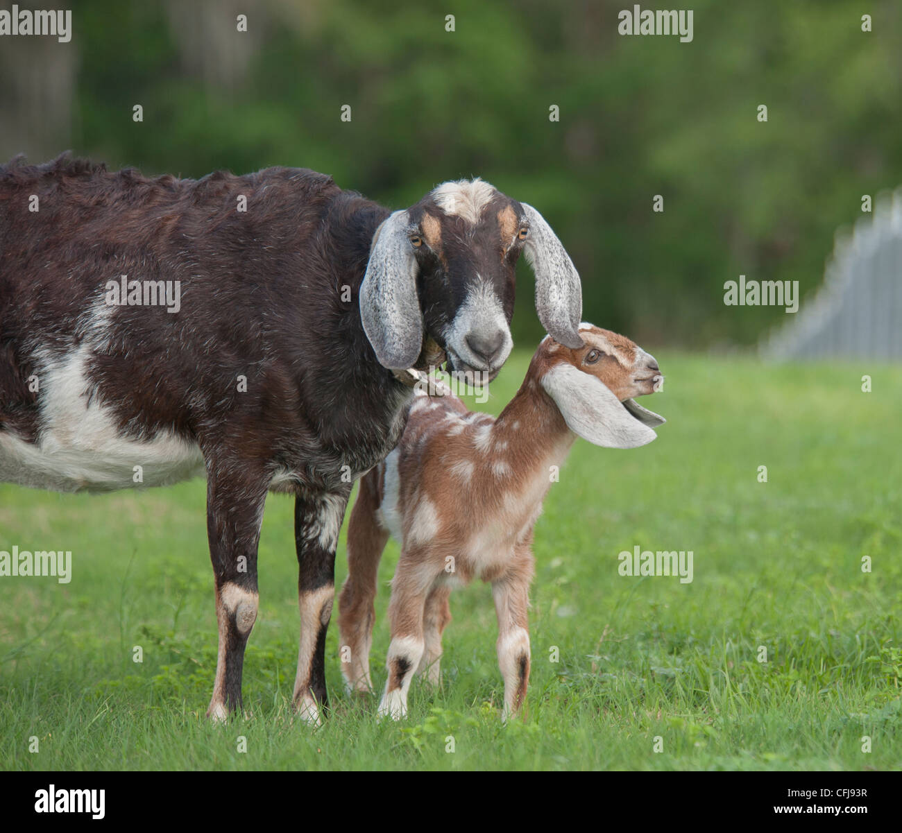 Nubian goat nanny with kid Stock Photo