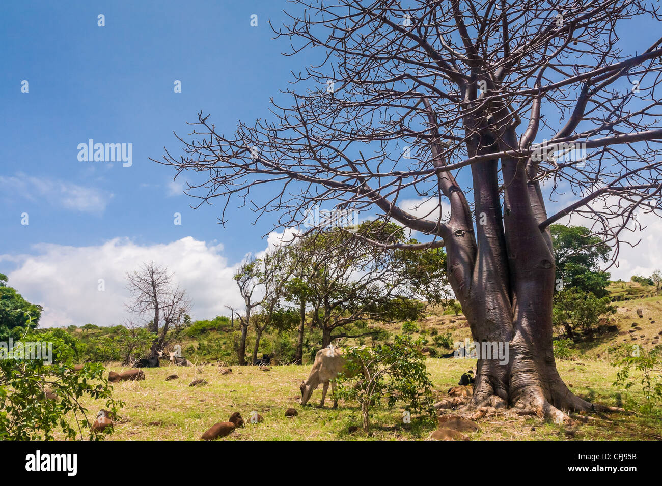 Adansonia suarezensis (Suarez Baobab) in the Antsiranana bay, north of Madagascar Stock Photo