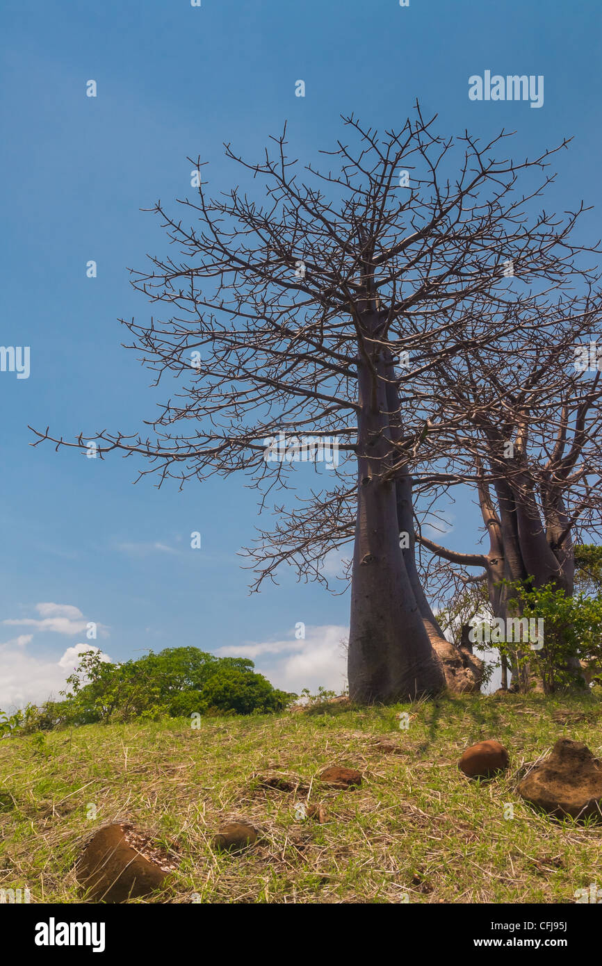 Adansonia suarezensis (Suarez Baobab) in the Antsiranana bay, north of Madagascar Stock Photo