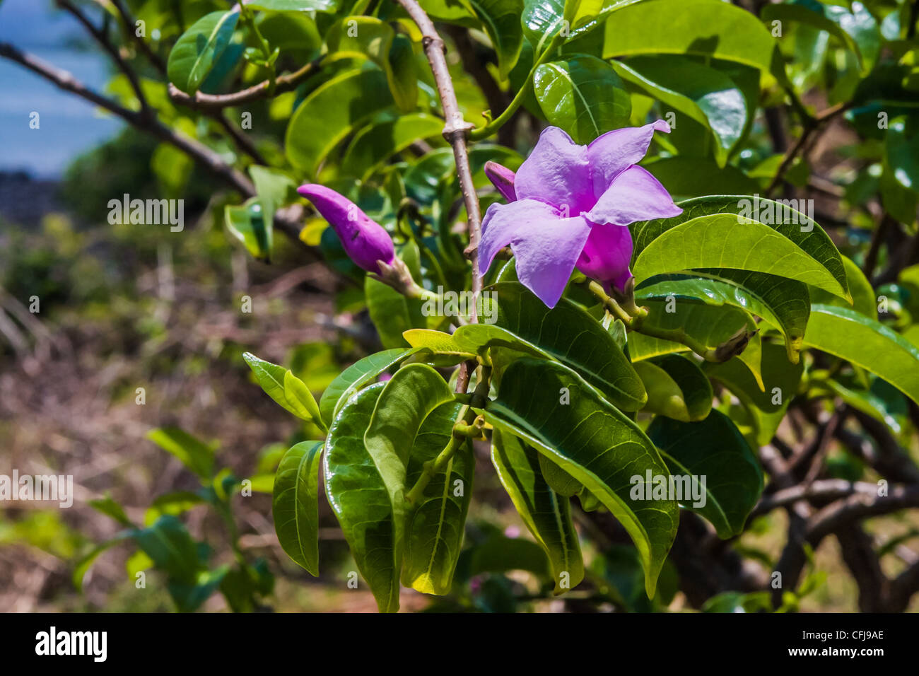 Cryptostegia grandiflora or rubbervine from Antsiranana, north of Madagascar Stock Photo