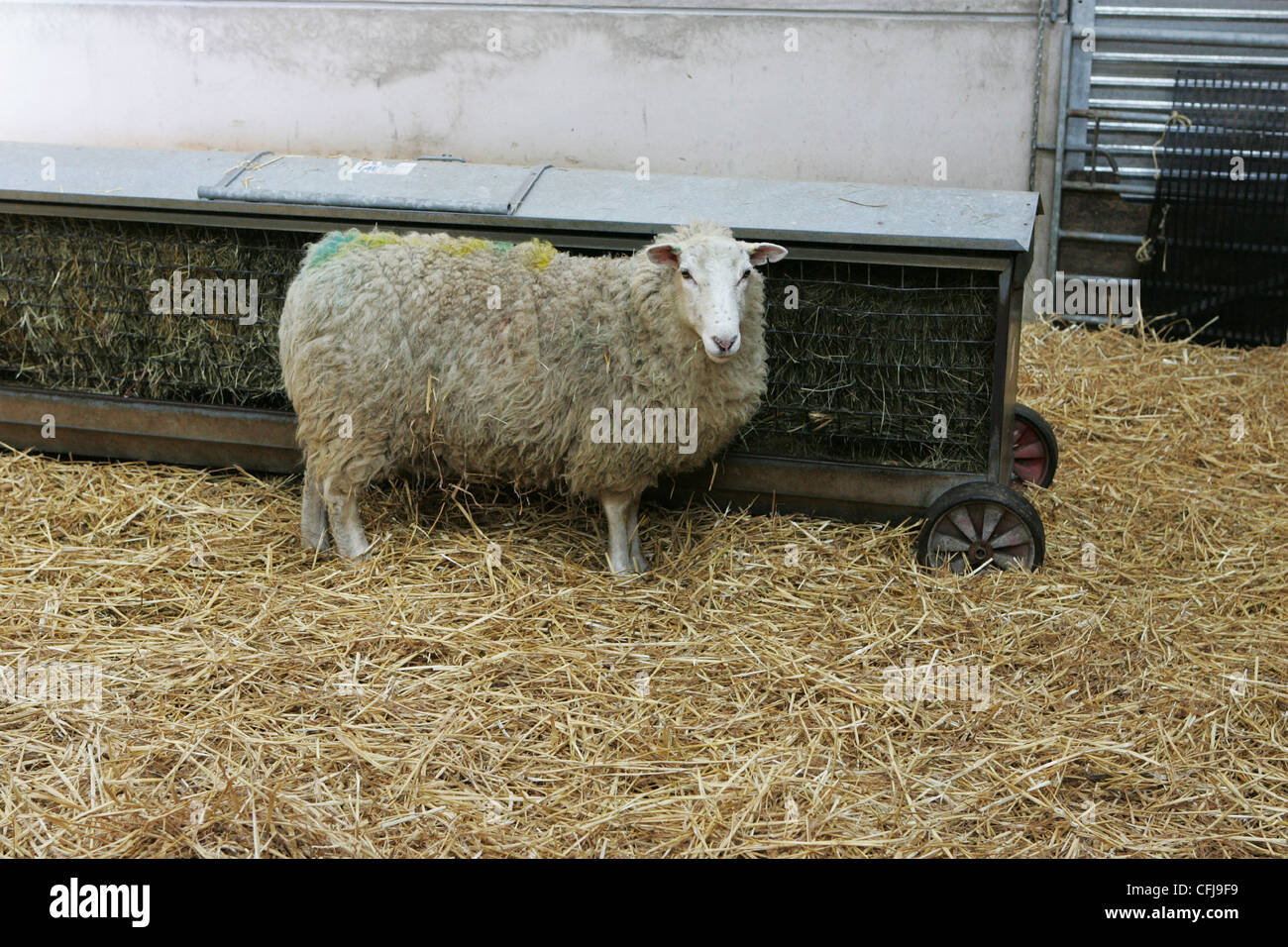 UK Farming; ewes; sheep; sheep farm; sheep eating straw, lambing, lambs