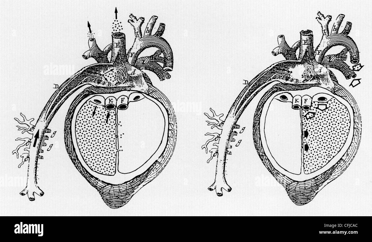 GALEN Circulation of blood through the heart according to the Greek physician Stock Photo