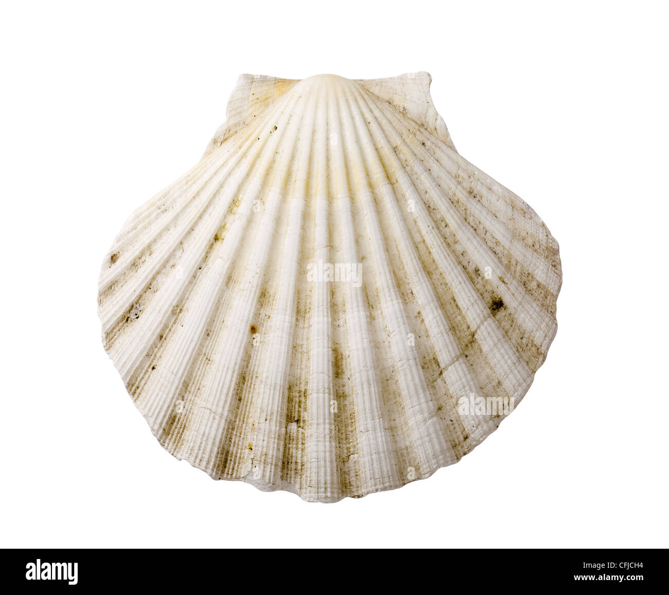 Fan-shaped sea shell isolated on white Stock Photo