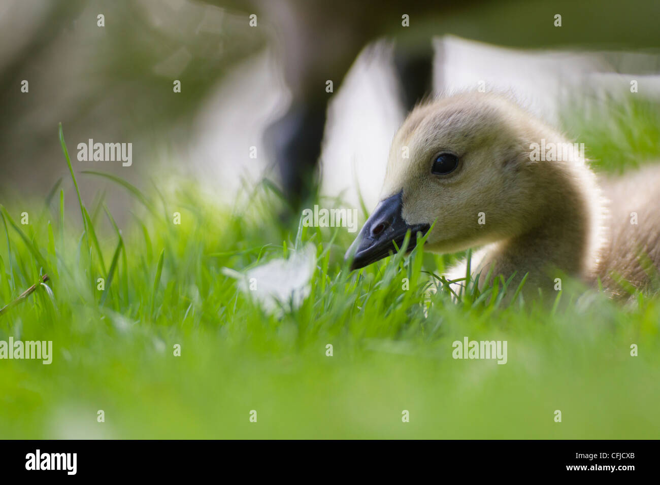 Canada Goose (Branta canadensis) gosling Stock Photo