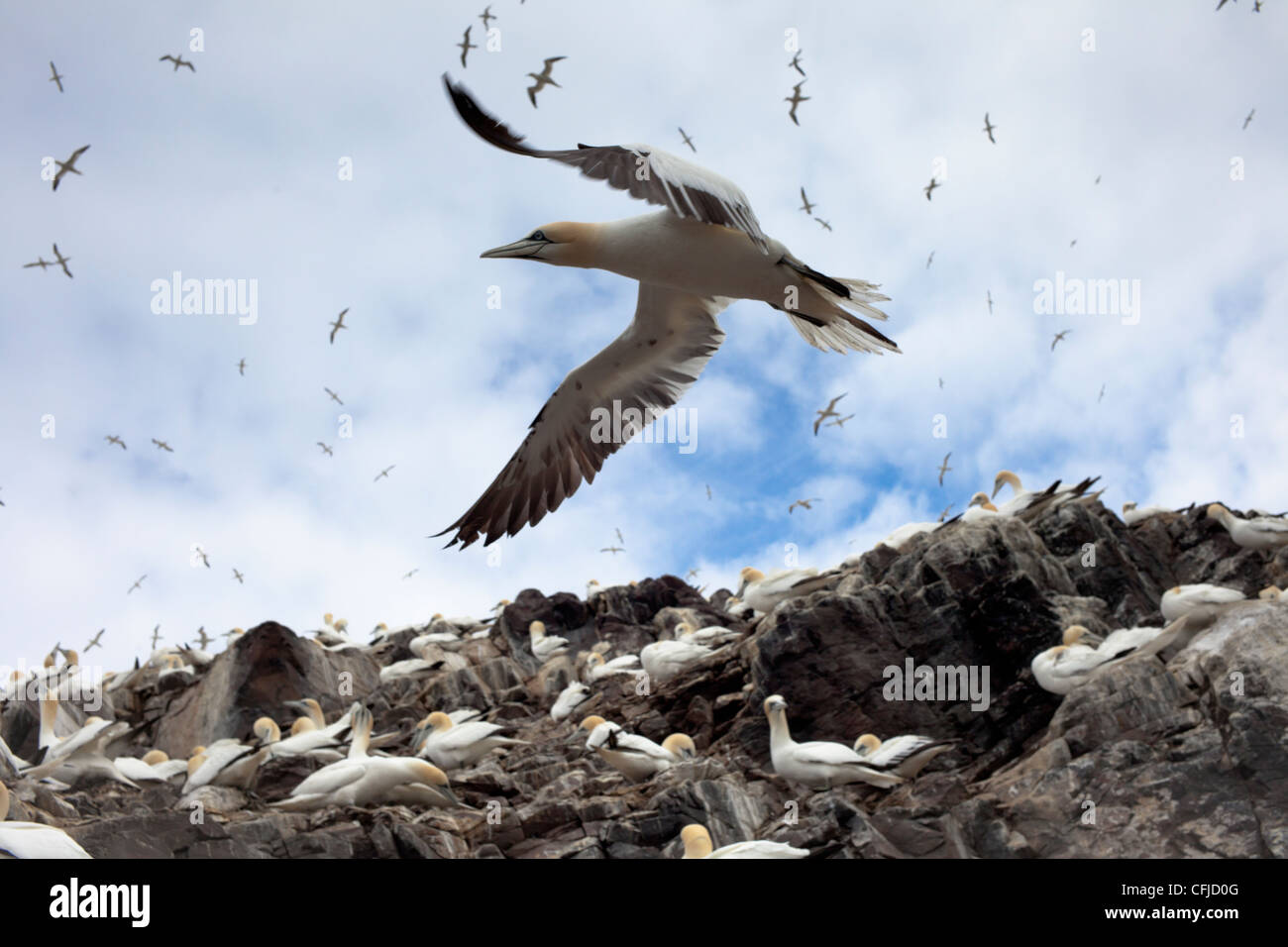 Gannet (Morus bassanus) taking flight with colony in the background Stock Photo