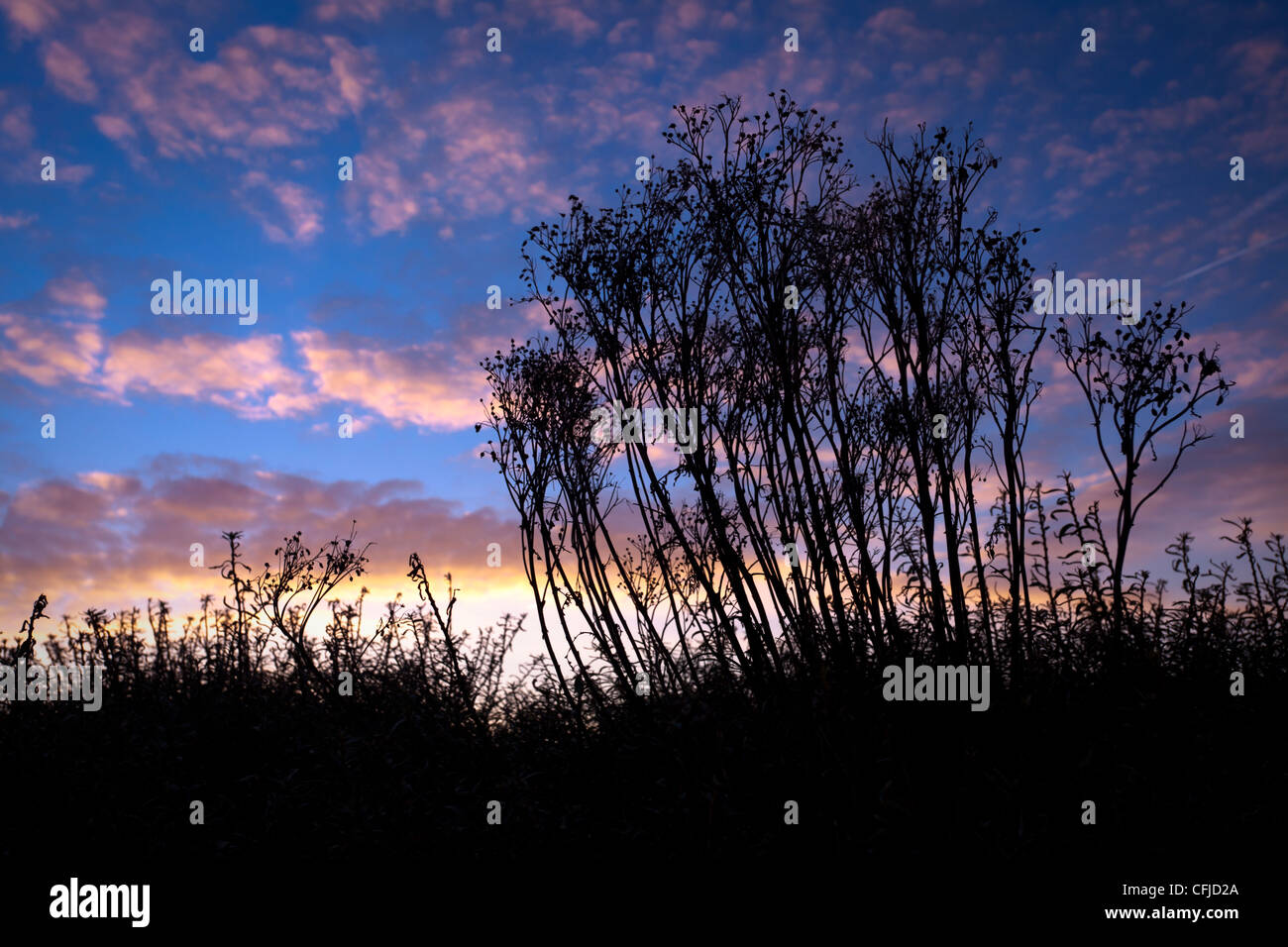 Wood Club Rush (Scirpus sylvaticus) silhouette Stock Photo