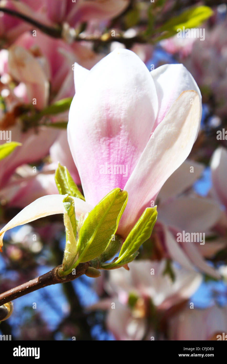 Pink magnolia flower in spring season Stock Photo - Alamy