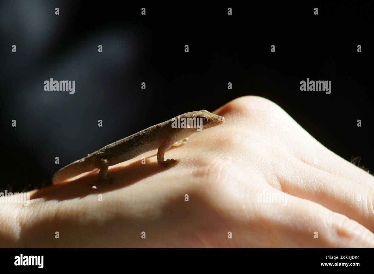 Gecko lizard on hand Stock Photo