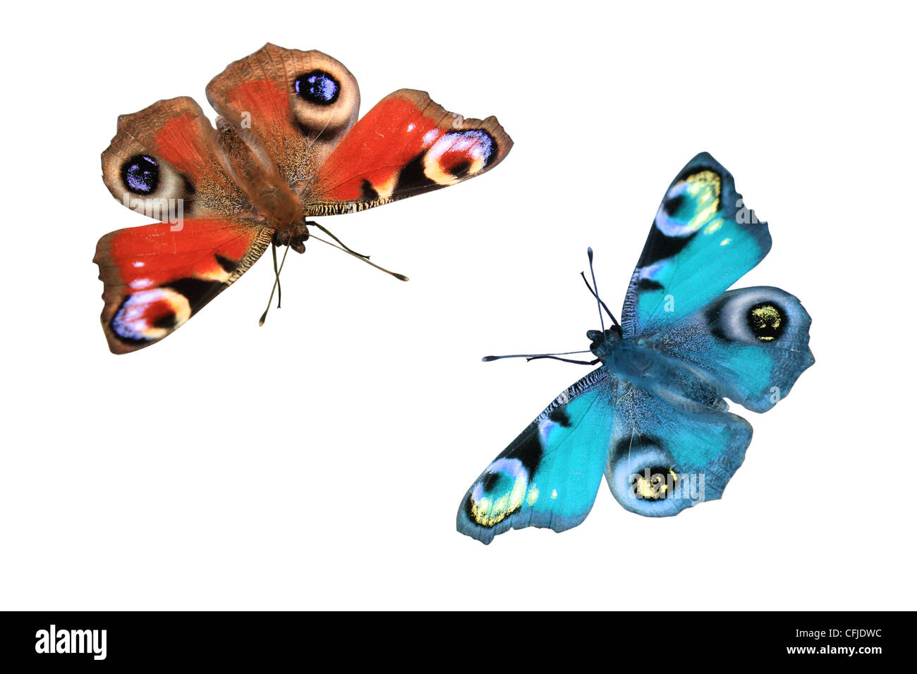 two butterflies on white background Stock Photo - Alamy