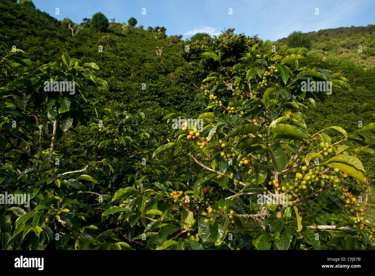 Coffee plantations in Stock Photo Alamy