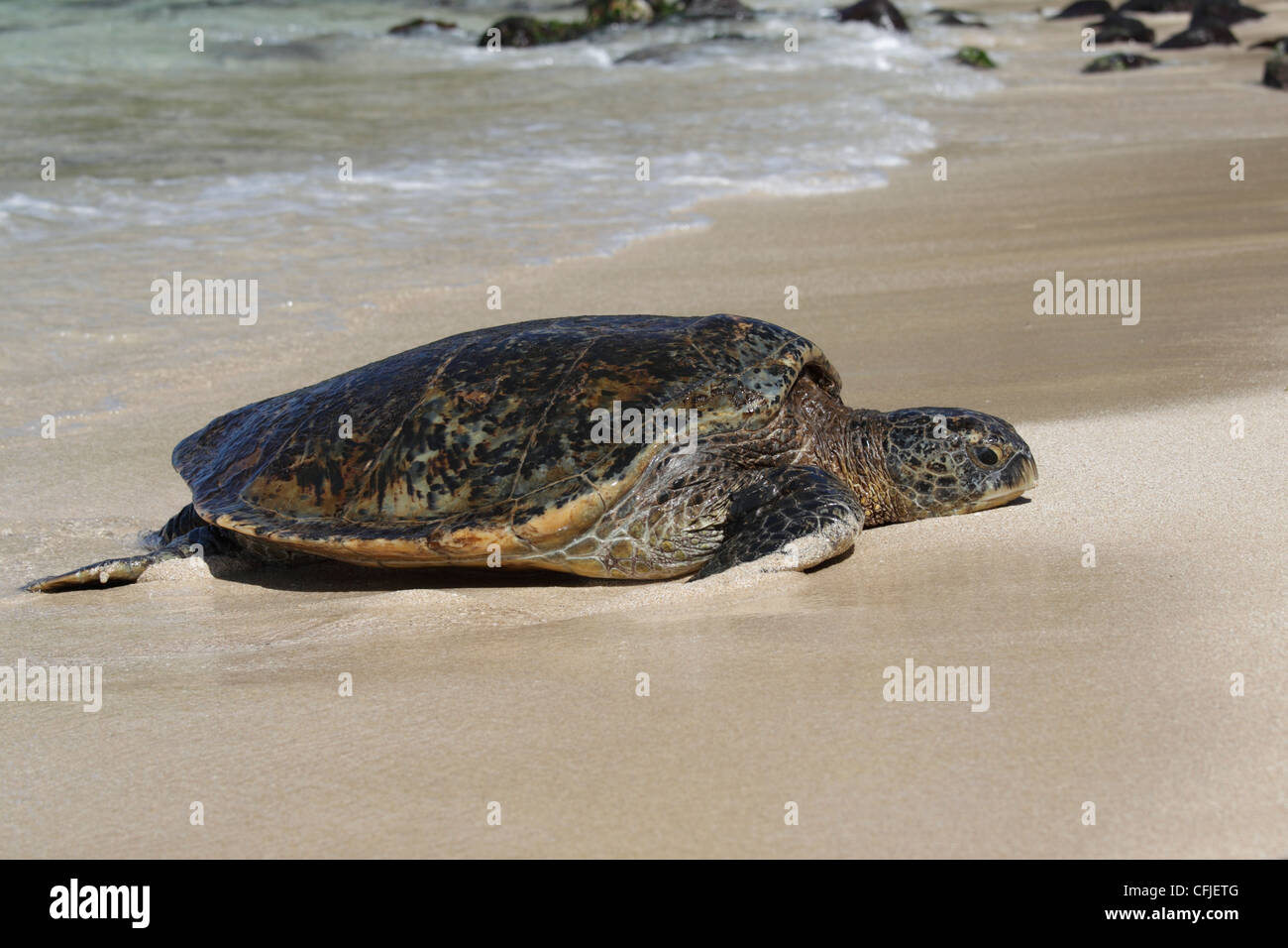 Hawaiian Green Sea Turtle (Chelonia mydas), Crawling ashore to rest and bask in the sun Stock Photo