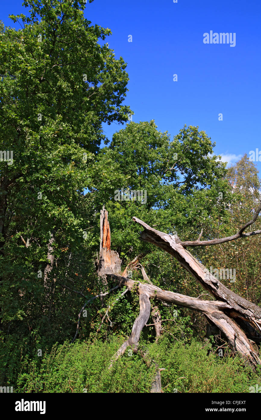 tumbled tree in green wood Stock Photo Alamy