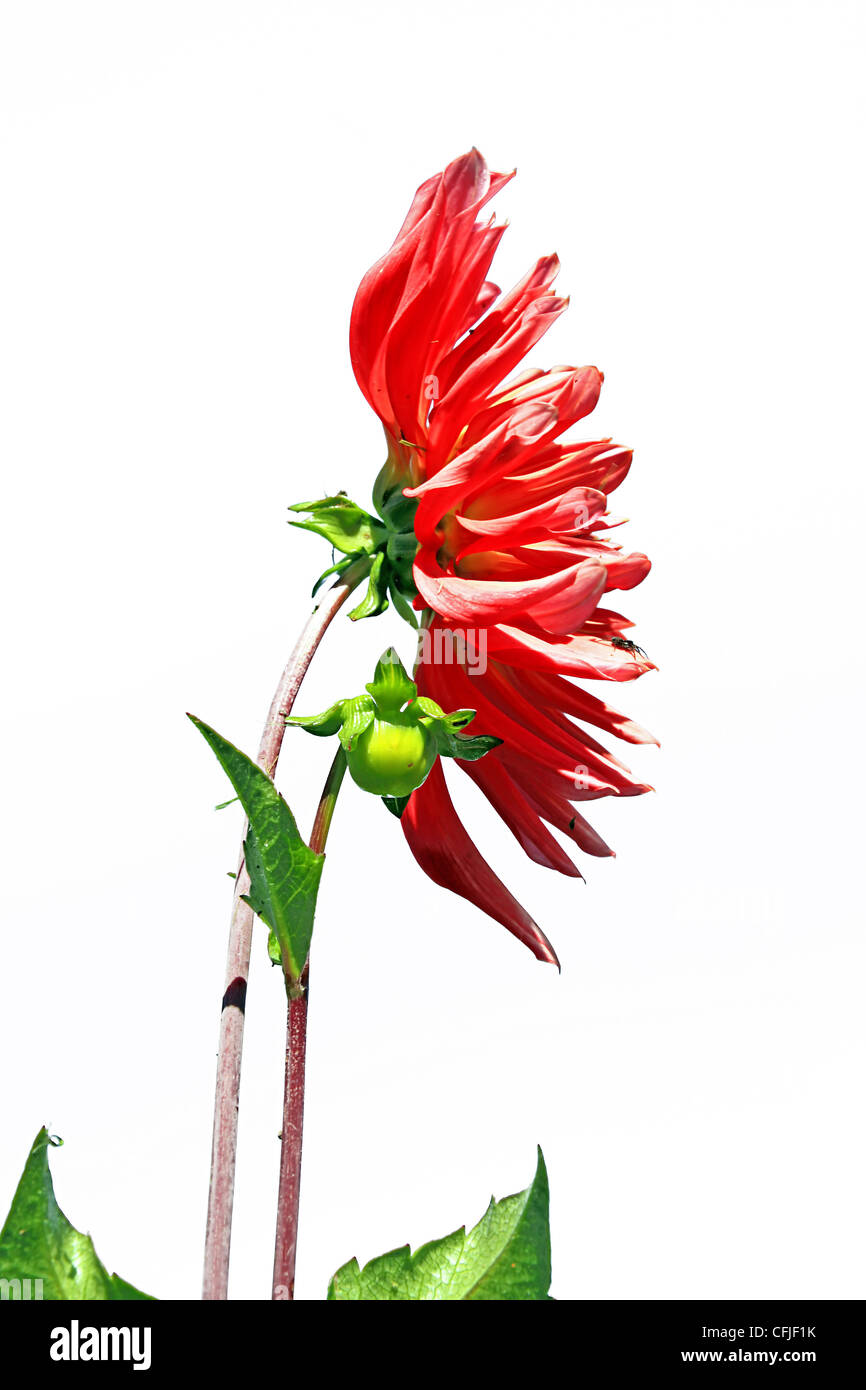 red dahlia on white background Stock Photo - Alamy