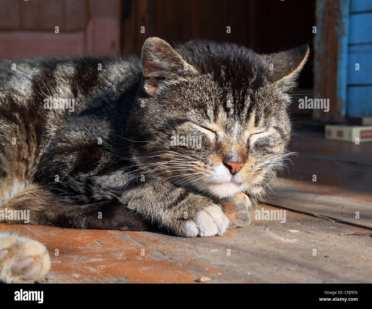 sleeping cat on dirty floor Stock Photo Alamy