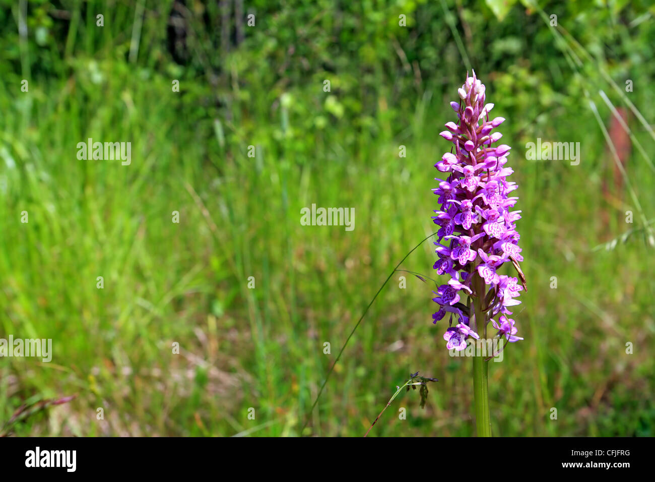 summer flower on green field Stock Photo