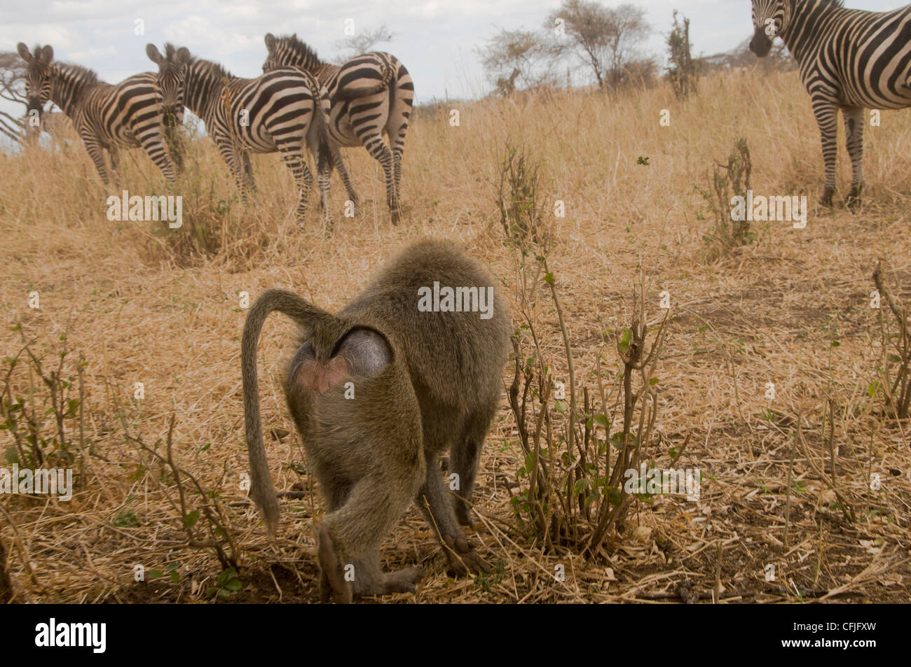 An olive baboon catches the attention of a herd of zebras in Lake Manyara National Park, Tanzania. Stock Photo