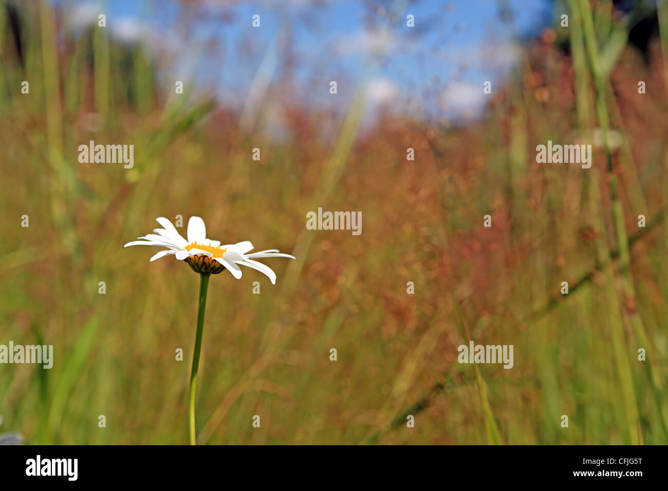 white daisywheel on yellow autumn field Stock Photo