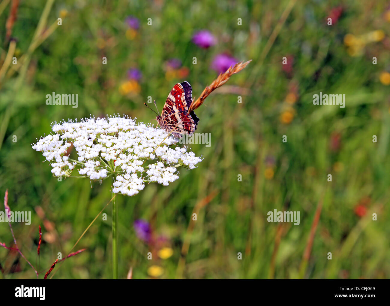 Red Butterfly On White Flower Stock Photo Alamy Red Butterfly On White Flower CFJG69