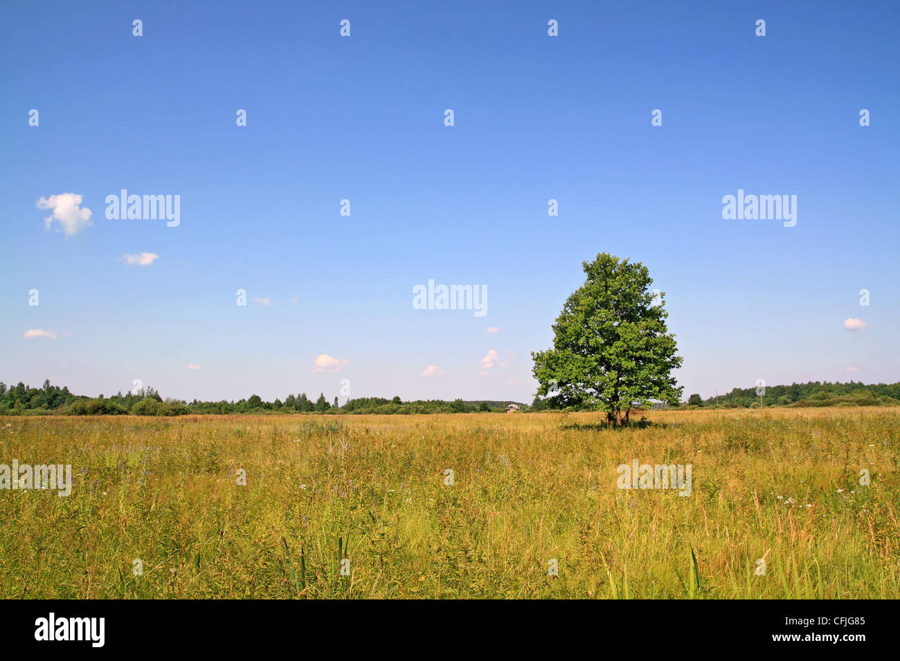 green oak on yellow field Stock Photo