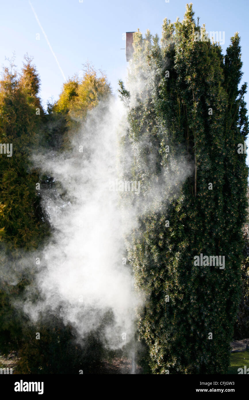 Spectacular and amazing eruption of pollen from the Taxus Baccata tree (Conifer). Stock Photo