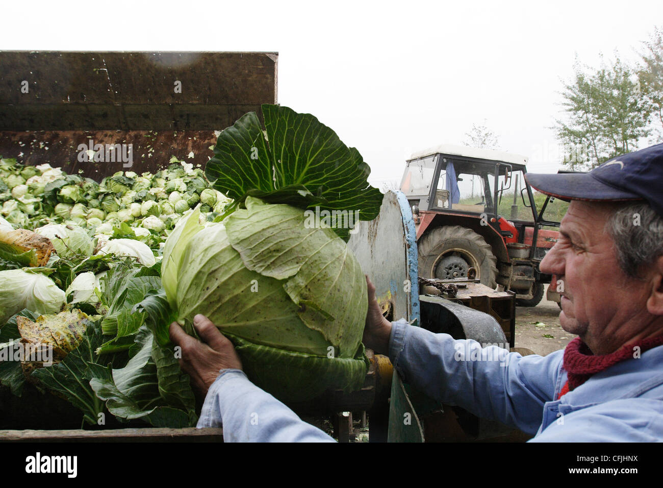Green cabbage harvest goes on in Agricultural Farm Nosovice, Czech