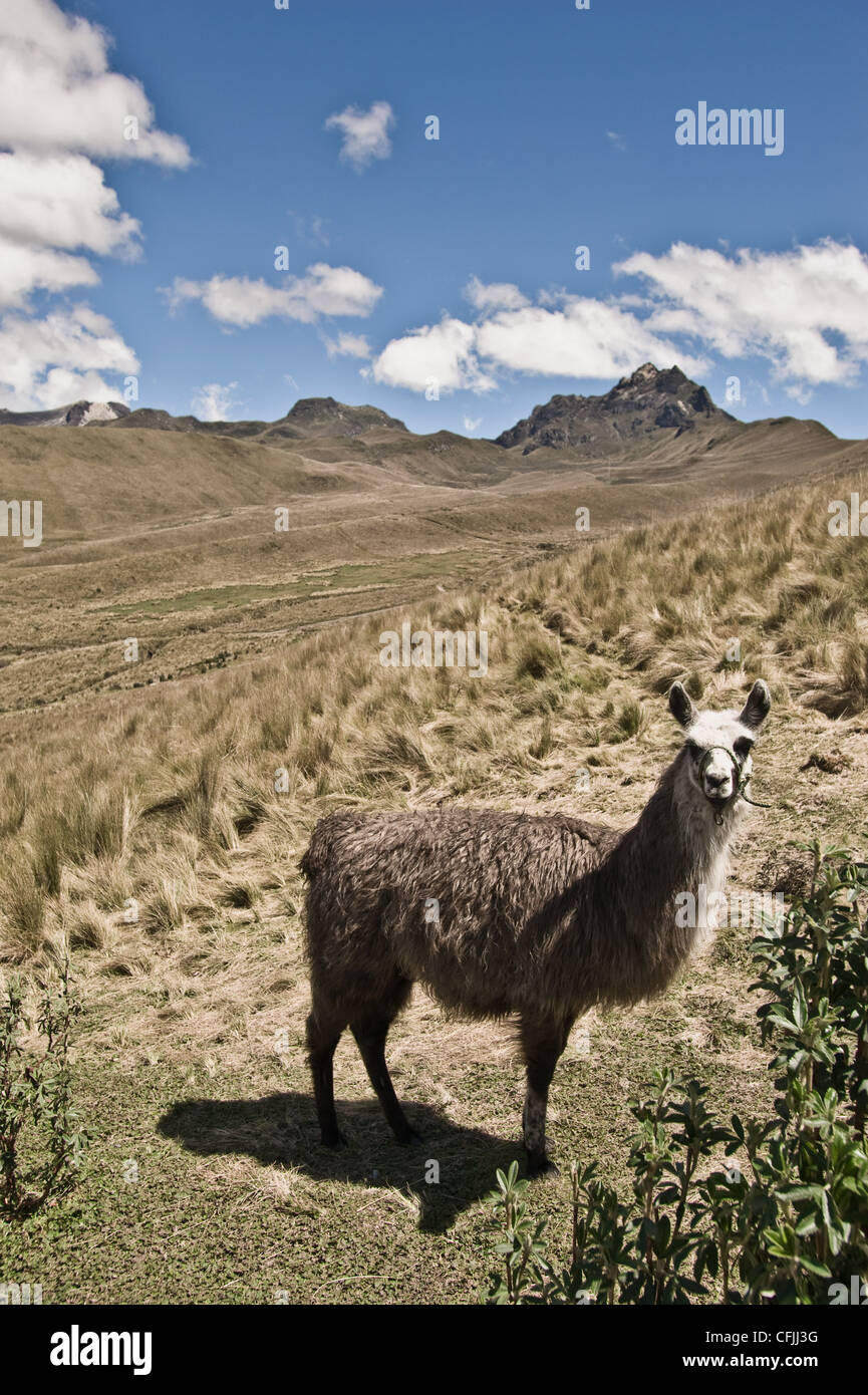 Llama, Pichincha and summit of Cruz Loma, Quito, Ecuador Stock Photo