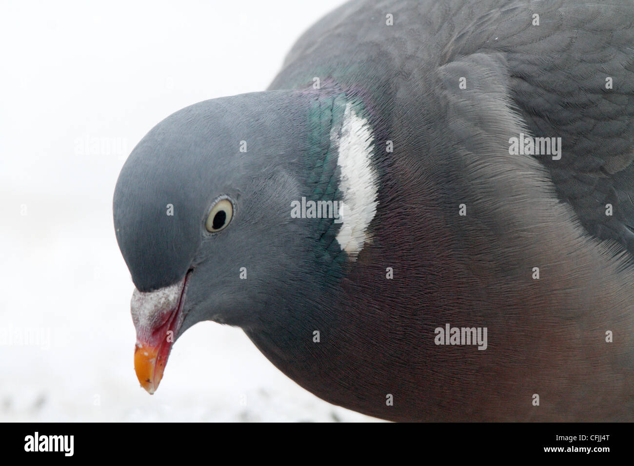 Wood pigeon, spring against snow, Sweden Stock Photo