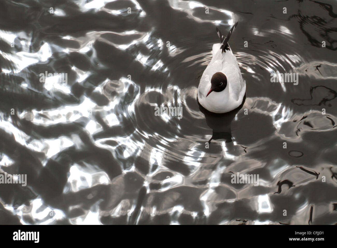 Black-headed gull on reflected water surface, Norway Stock Photo