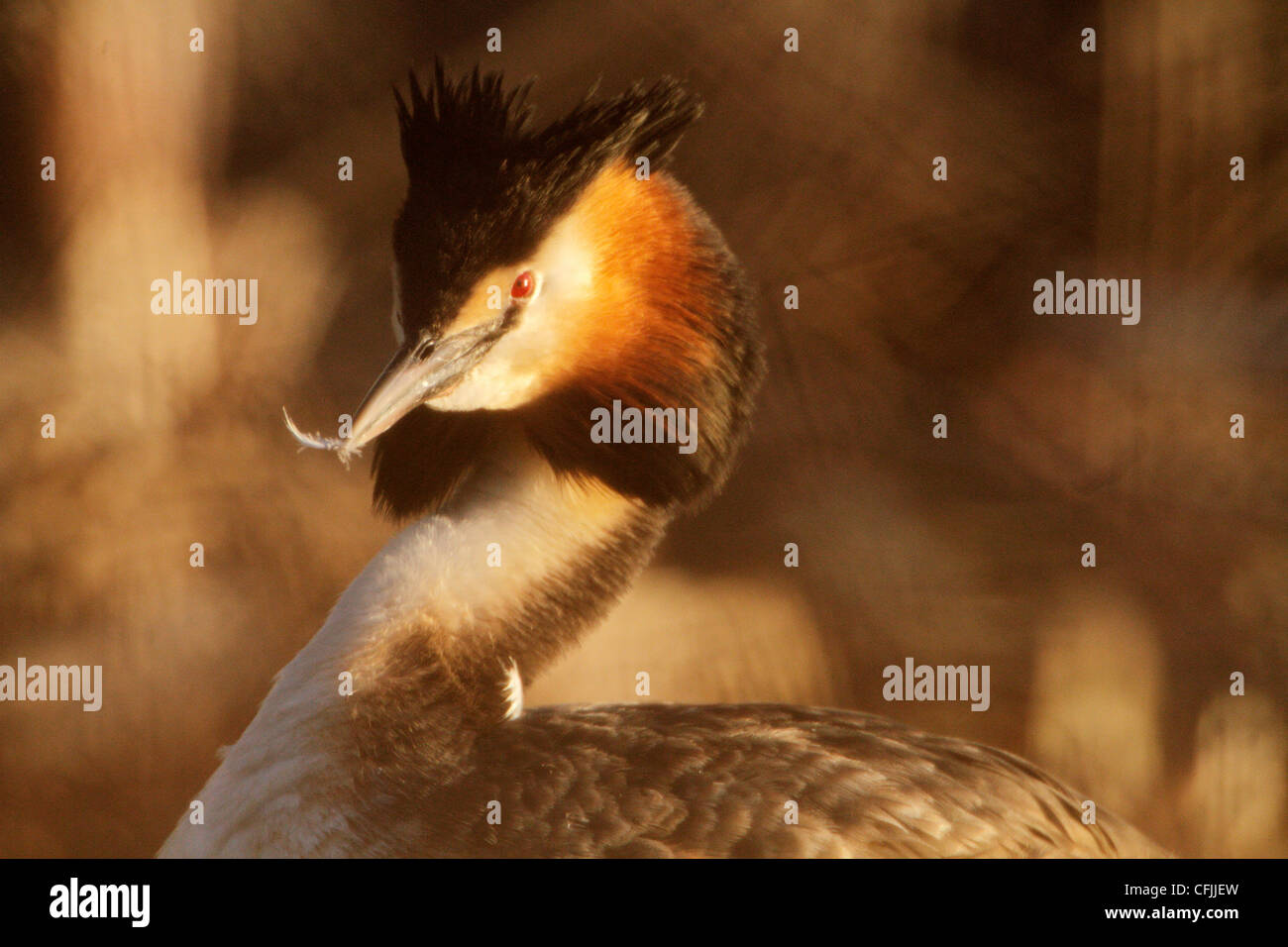 Great crested grebe portrait, spring, Norway Stock Photo